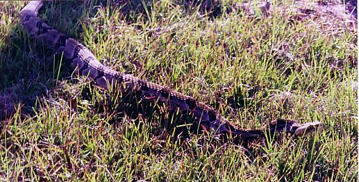 timber rattler