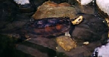 white-lipped mud turtle
