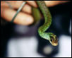 speckled racer