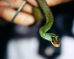 speckled racer