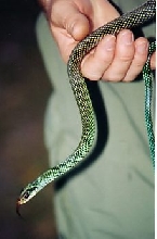 speckled racer