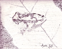 hourglass treefrog