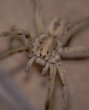 Wolf Spider