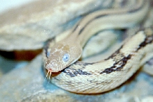 Pre-shed