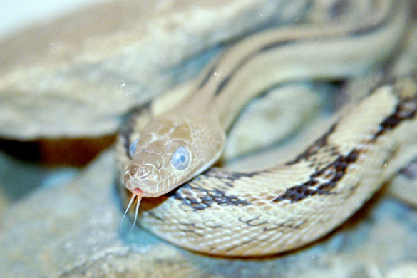 Pre-shed