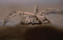 Wolf Spider 2