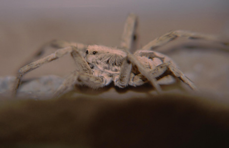 Wolf Spider 2