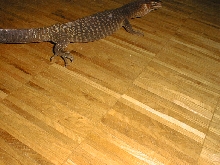 female tristis2