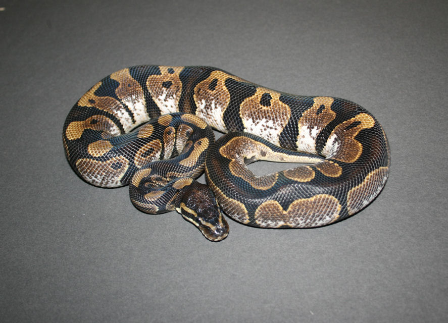 F Calico