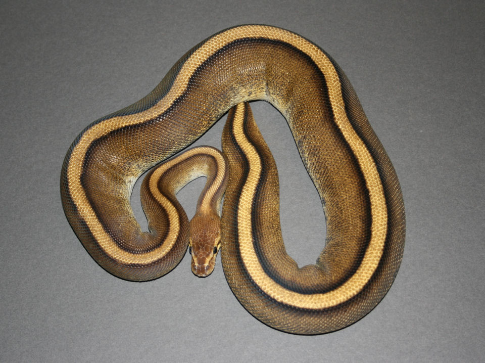 G Stripe