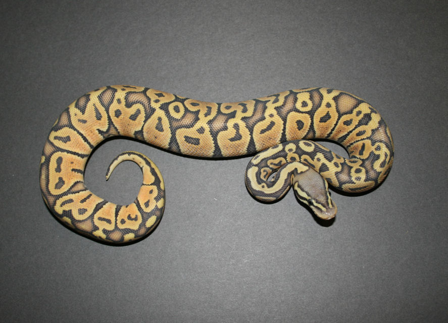 hypo pastel