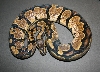 M Calico