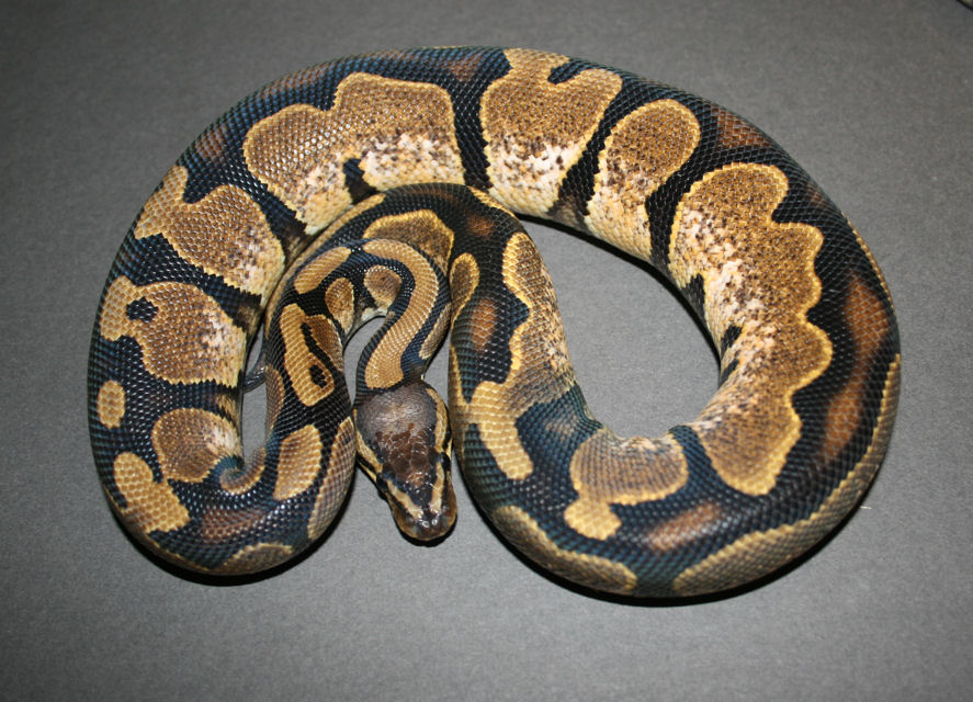 M Calico
