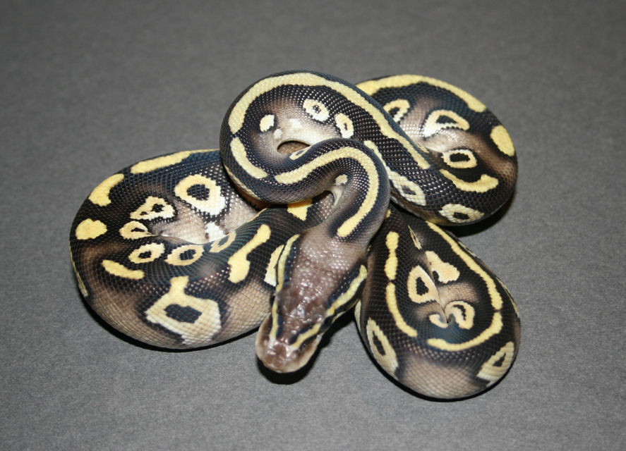 pastel mojave