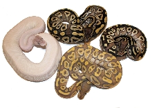Mojave