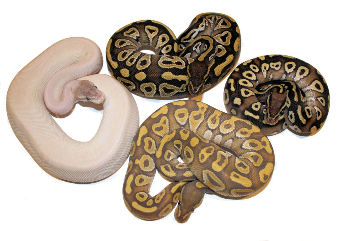 Mojave