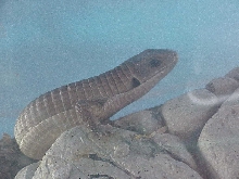 unknown lizard