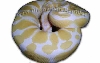 NDR Albino
