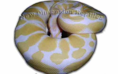 NDR Albino