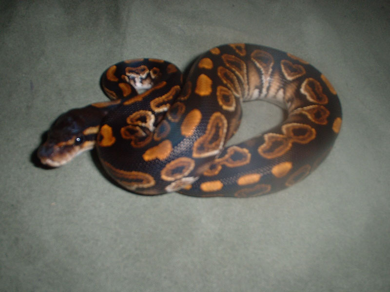 Black Pastel