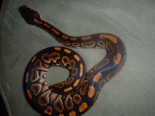 Black Pastel