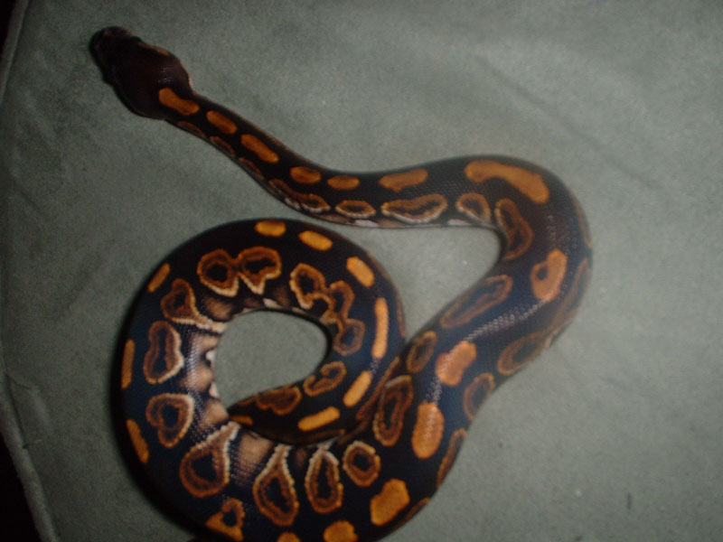 Black Pastel