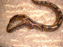 My new B/P eating