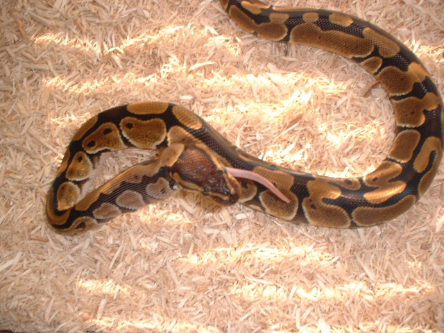 My new B/P eating