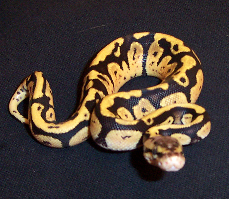 Lemon Pastel