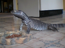 My boy "T-Rex"