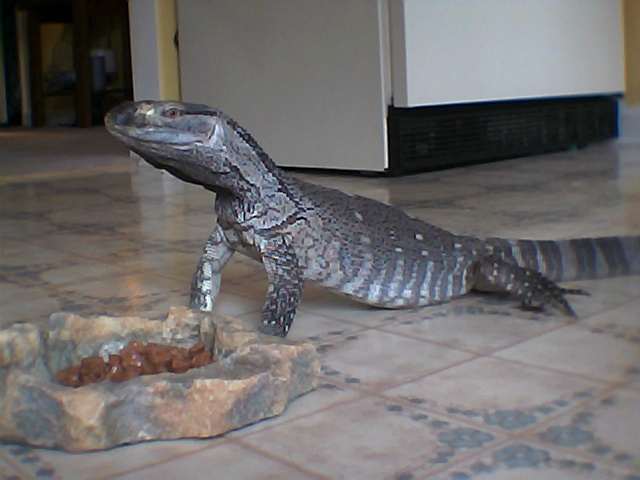 My boy "T-Rex"