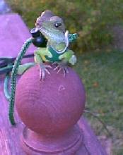 Buddy having a ball.