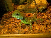 Our new dragon "Baby"