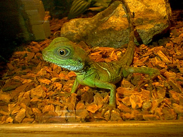 Our new dragon "Baby"