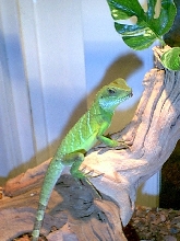 Buddy on his favorite log