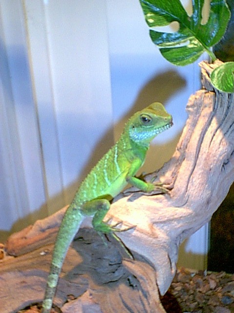 Buddy on his favorite log