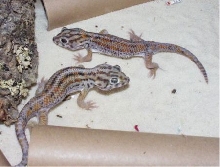 Teratoscincus.S.Keyserlingi