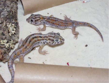 Teratoscincus.S.Keyserlingi