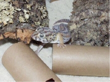 Teratoscincus.S.Keyserlingi