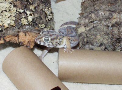 Teratoscincus.S.Keyserlingi