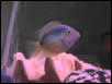 Blue Parrot