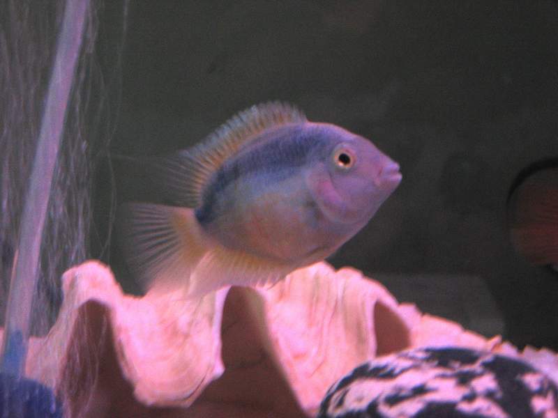 Blue Parrot