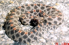 Pigmy Rattlesnake