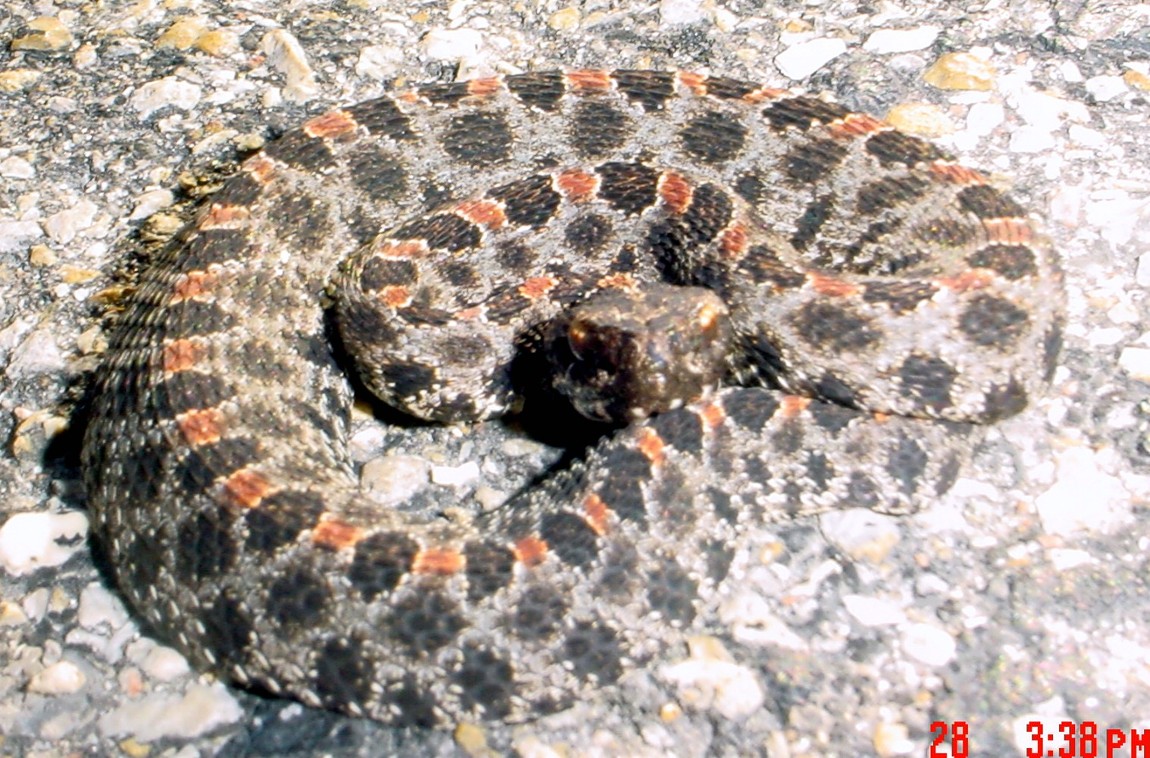 Pigmy Rattlesnake