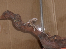 Baby Beardie - Head Tilted Back
