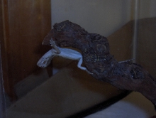 Baby Beardie Sleeping Upside Down