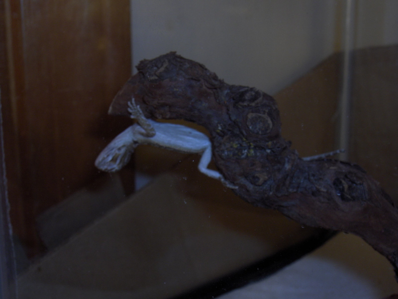 Baby Beardie Sleeping Upside Down