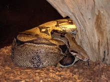 Bilboa (Columbian RedTail Boa)