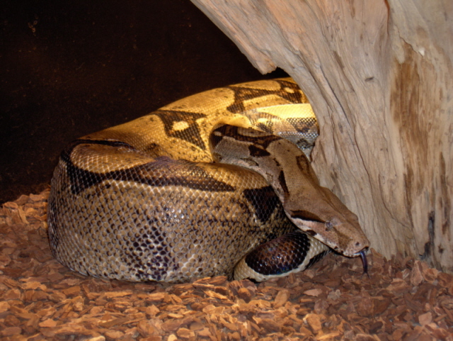 Bilboa (Columbian RedTail Boa)