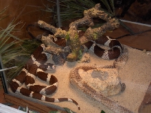 Cali (California Kingsnake)